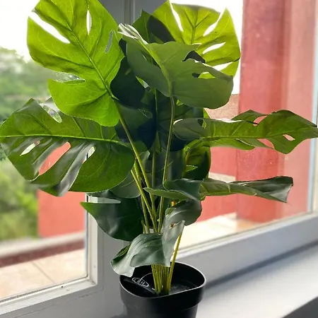 Ng Prestige L Lille L Gare L Cassel - Netflix - Wifi